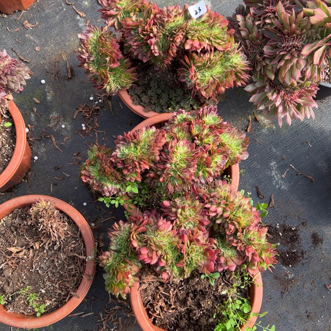 23海王缀多肉一颗10多20包邮