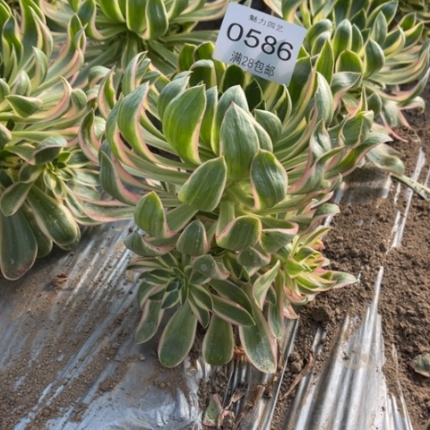 青莲多肉多的0586