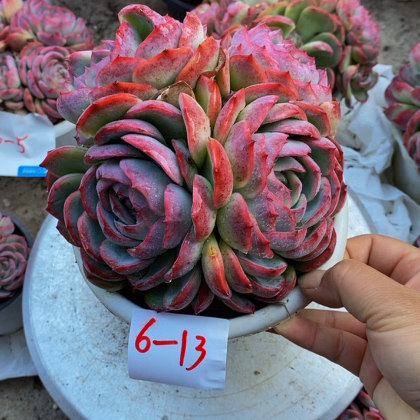 【闪购商品】半***～多肉植物