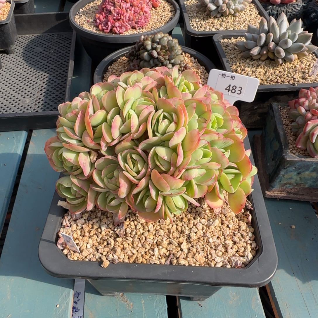 娇***娘解忧一物一拍483号