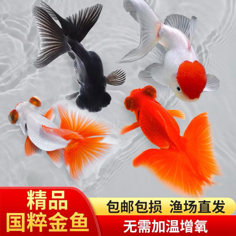 精品国粹小金鱼 4-6公分 15条 广温新手超萌宠物包邮（颜色不指定）