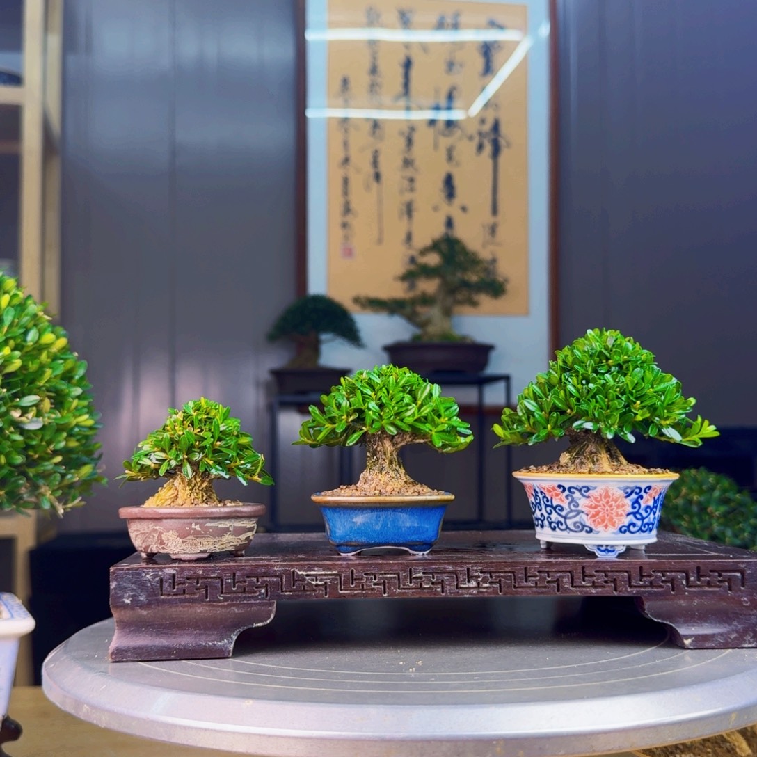 阿****无花朵凤尾黄杨黄杨盆景