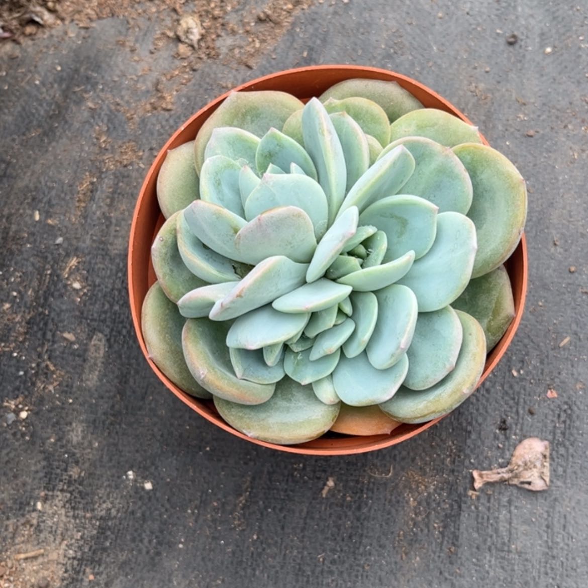 【闪购商品】无花朵