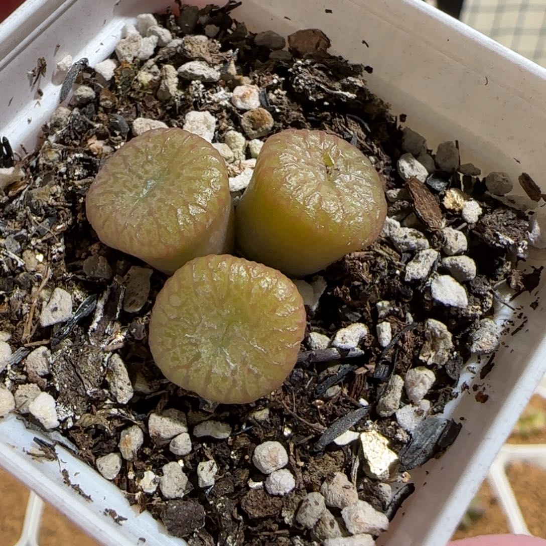 肉锥多肉植物组合-流水铜壶1066