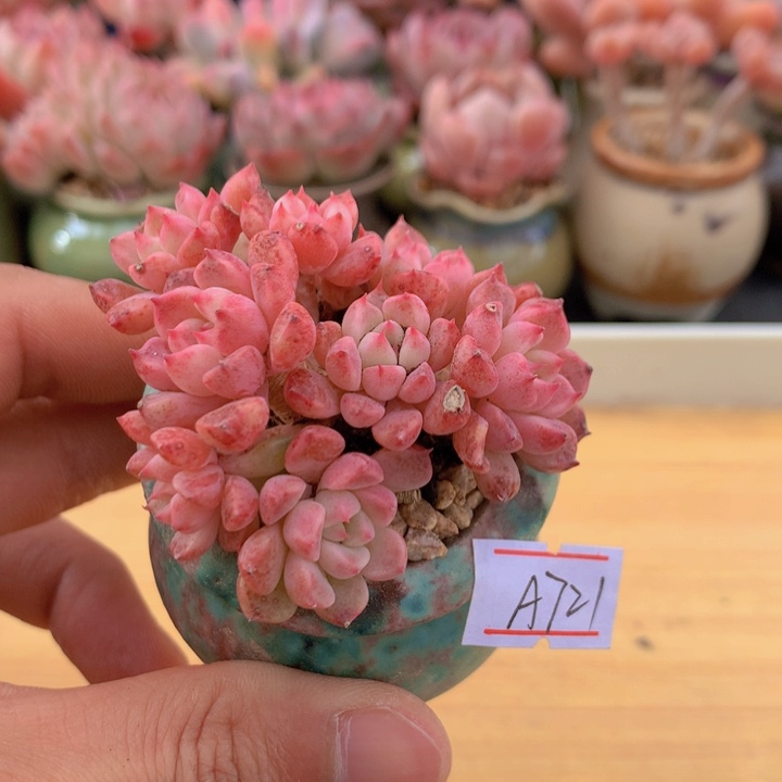 一物一拍满38包邮 A721