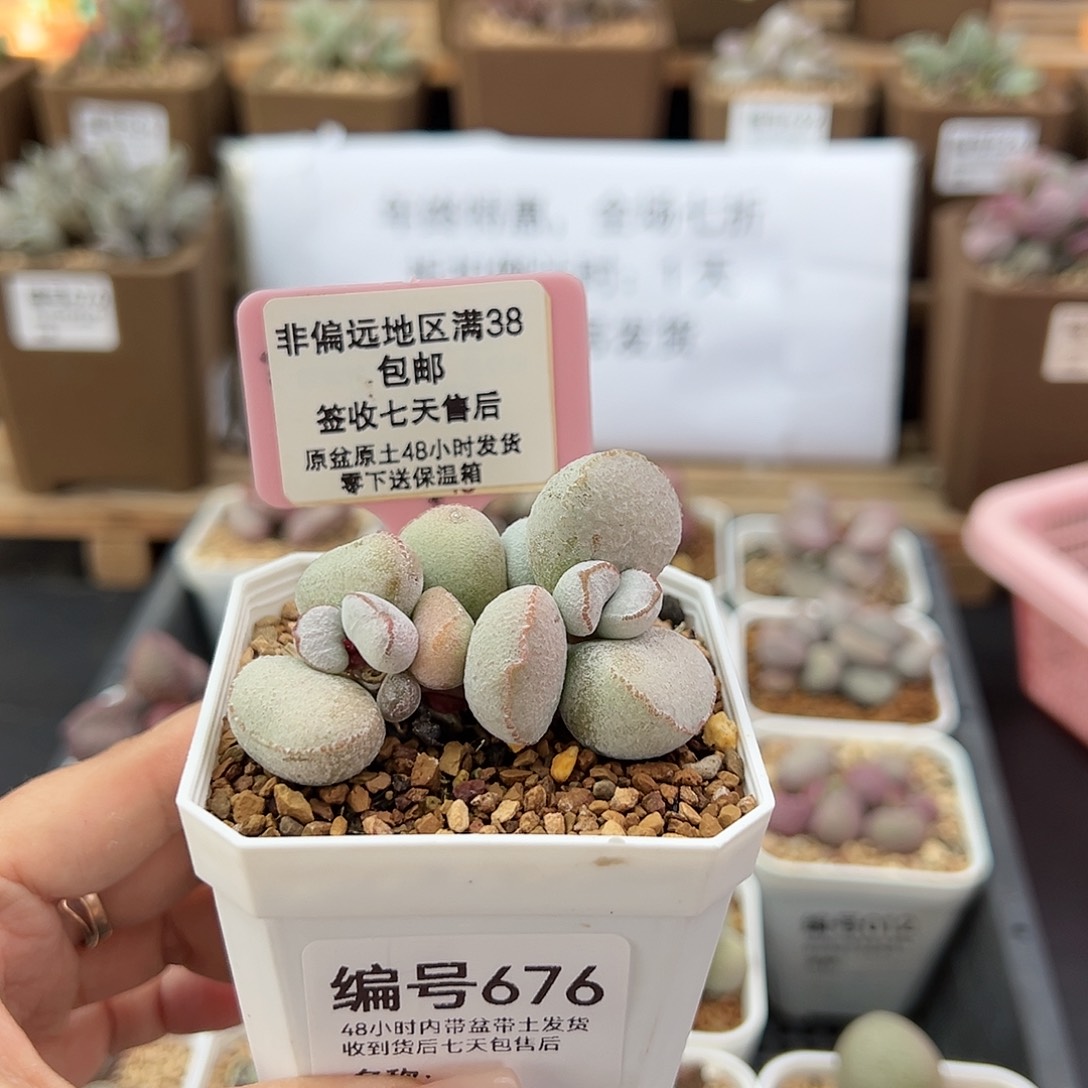 676硬叶白蛋多肉植物