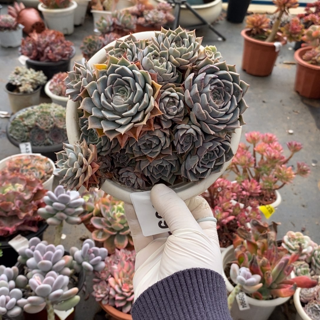 4089欧版海琳娜一物一拍