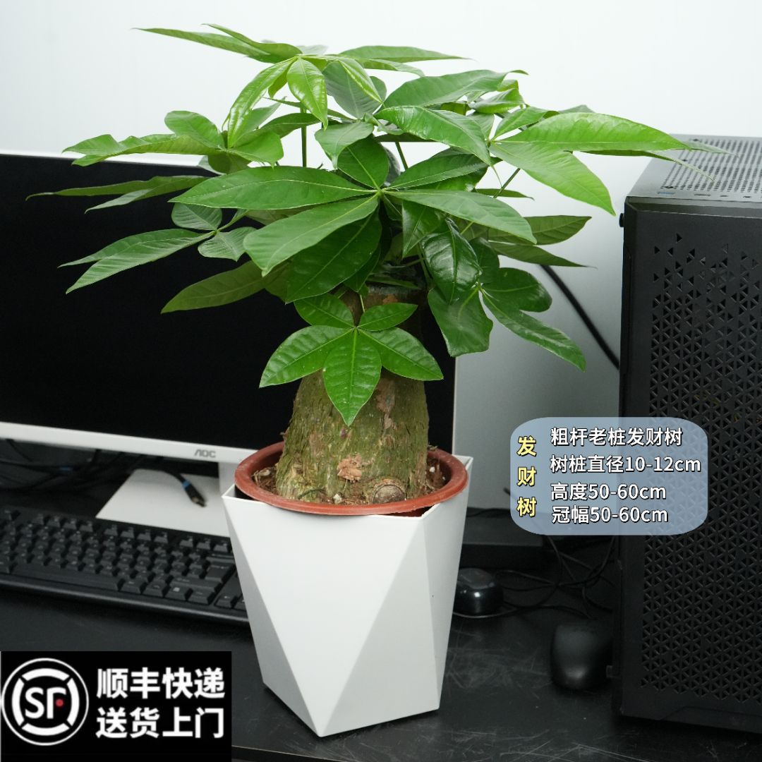 老桩发财树室内花卉绿植盆栽四季大棵常青懒人植物四季大棵常青