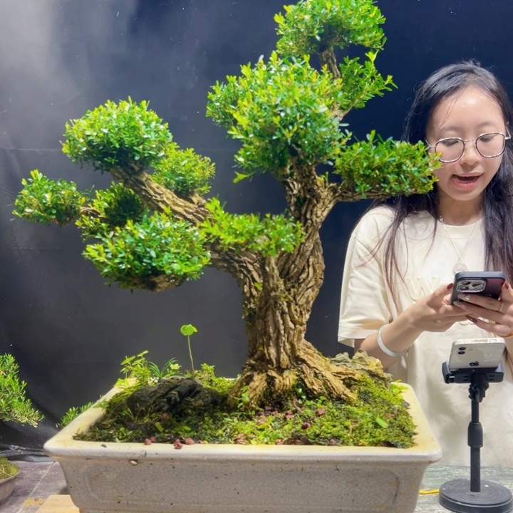 无花朵黄杨盆景四季常绿