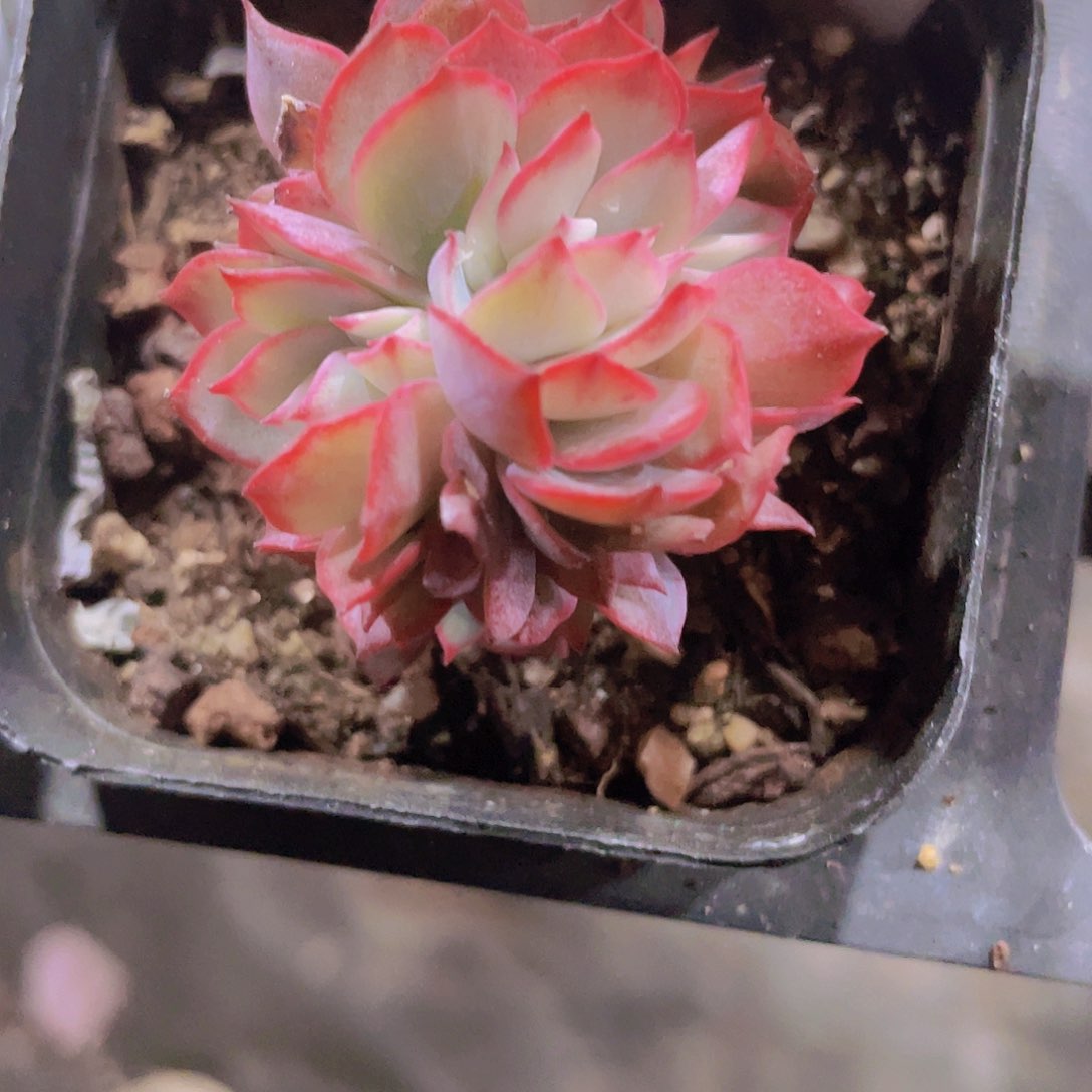 达芬奇密码缀e009一物一拍