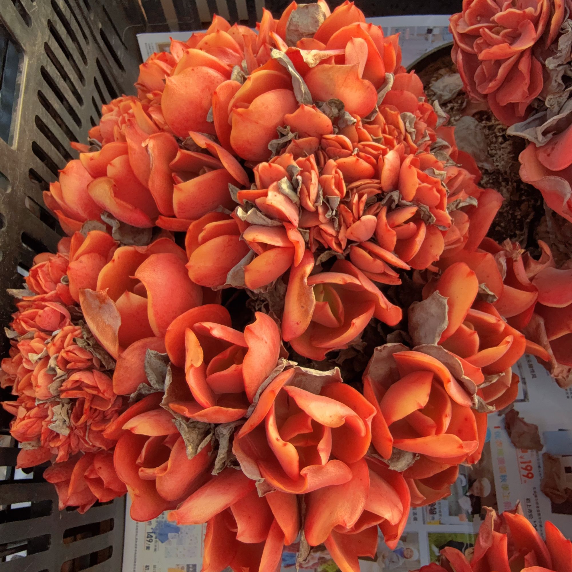 150#超大帕比斯朵朵缀（20-30cm）脱土