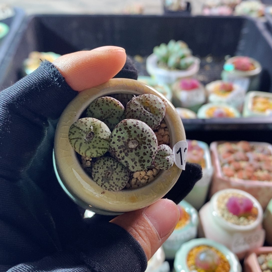6480--一物一拍 带盆