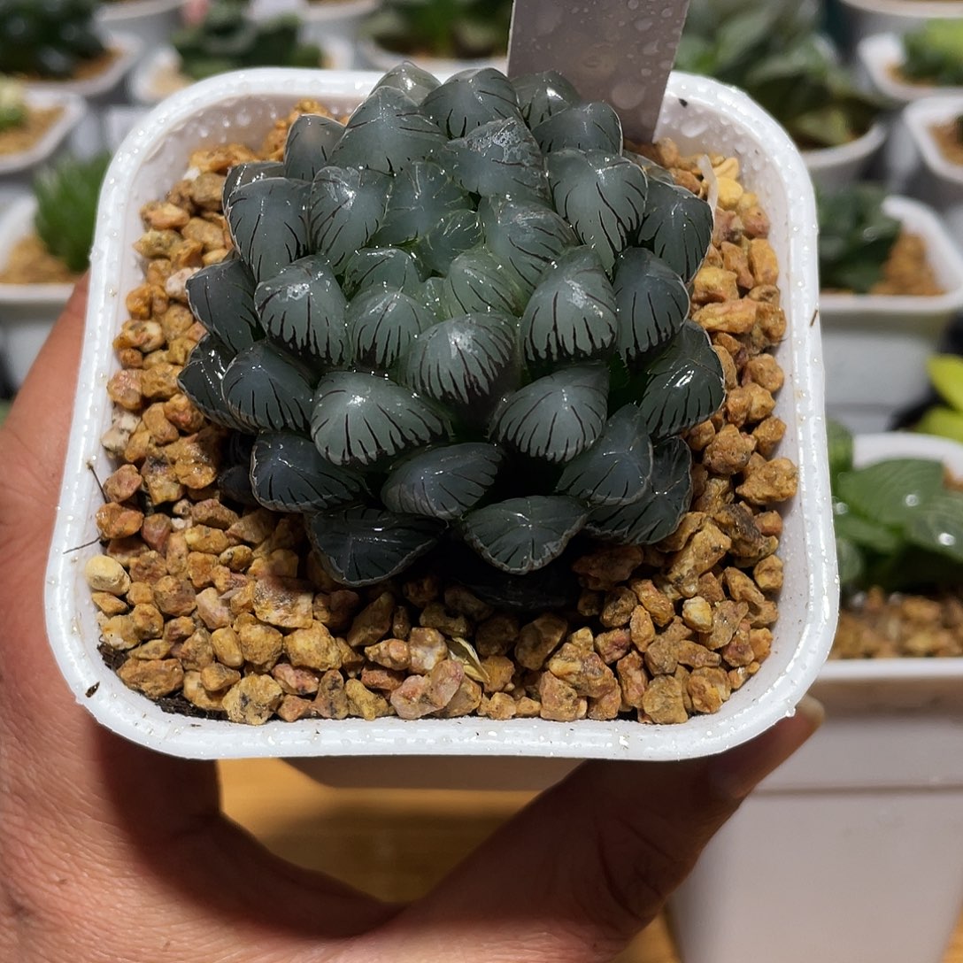 万象盆母本紫冰灯