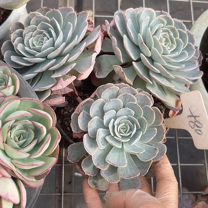 两单包邮，一物一拍80天赐