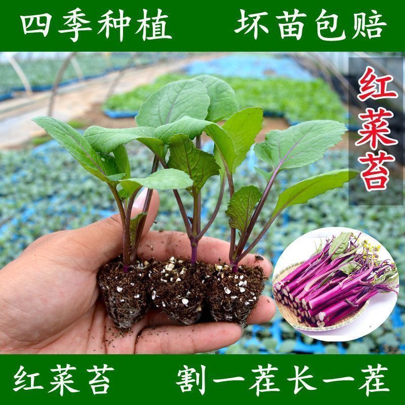 耐寒红菜苔苗秧苗老品种青菜苔苗红油菜苔苗种子秋冬菜苗