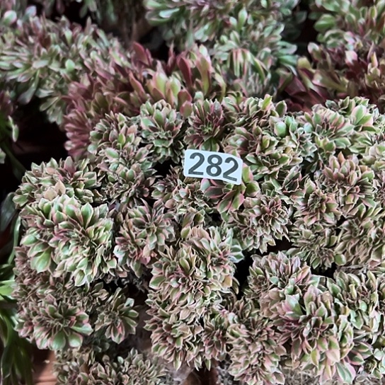 微***笑多肉植物一个微瑕女神282