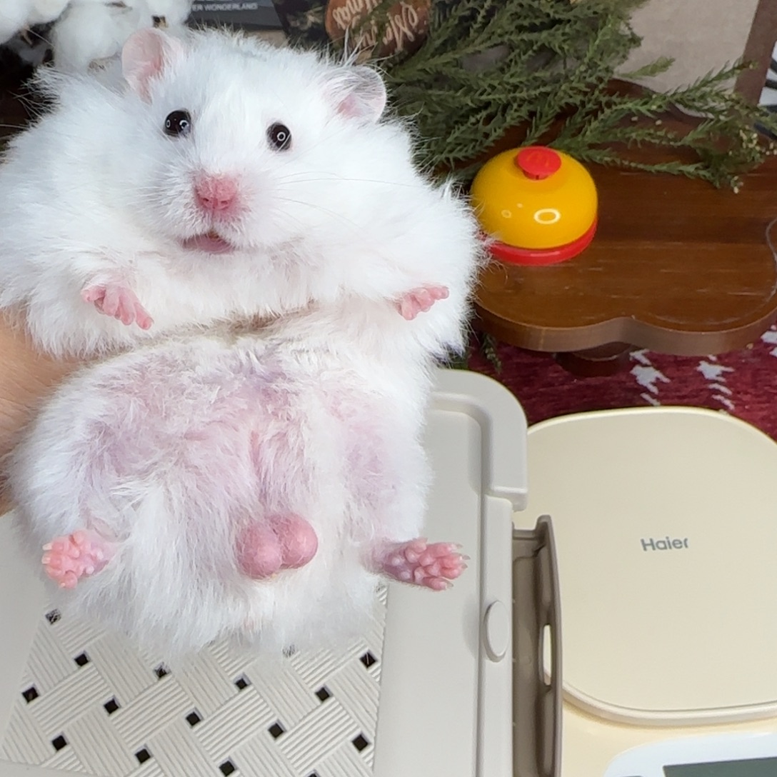 火显斑弟弟10.18生日