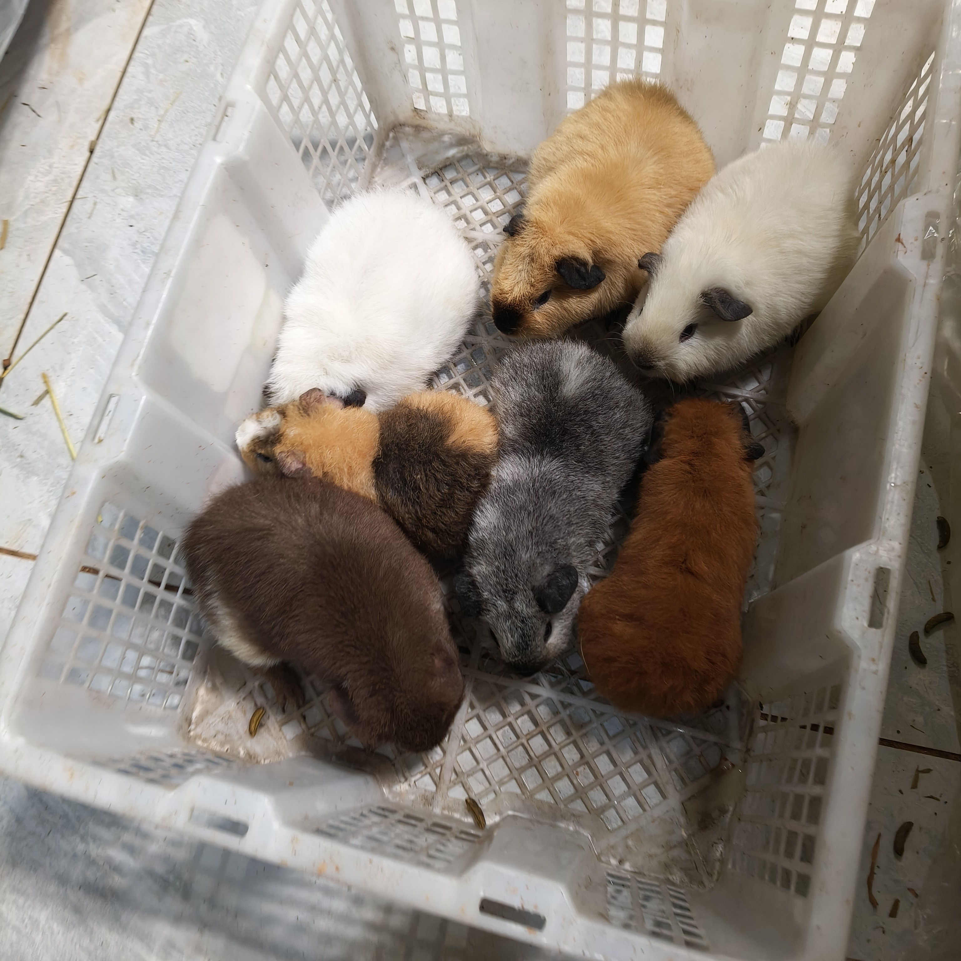 7个荷兰猪，2MM5弟弟，客户专拍