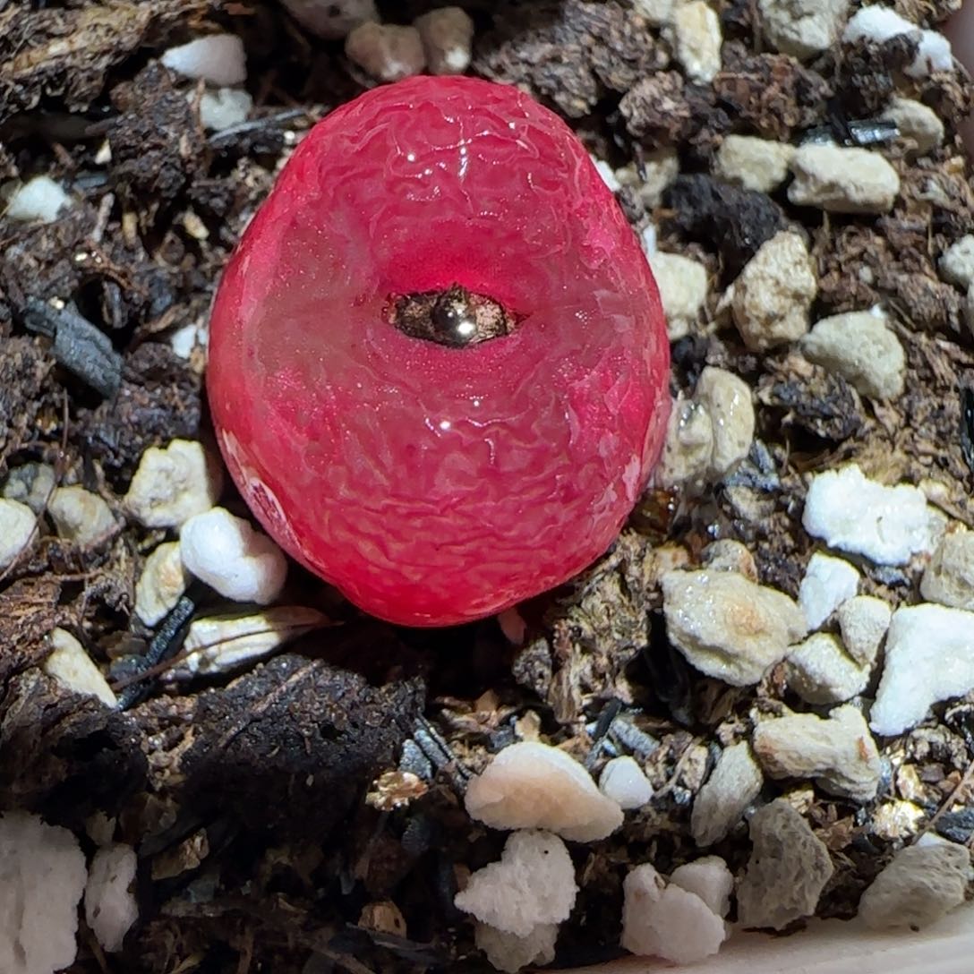 肉锥多肉植物百科30-红宝石1066