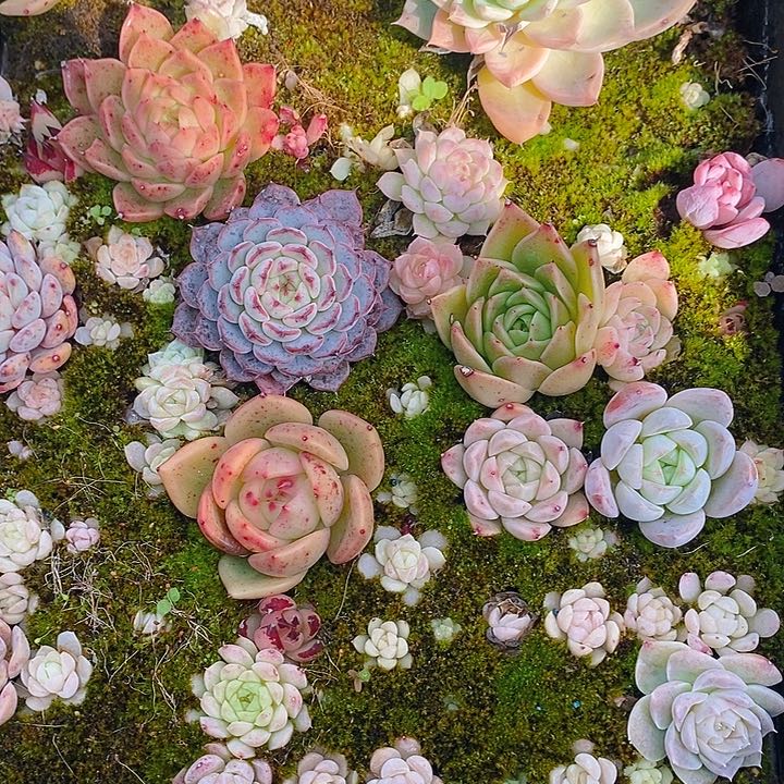 17 多肉植物盆栽花卉植物