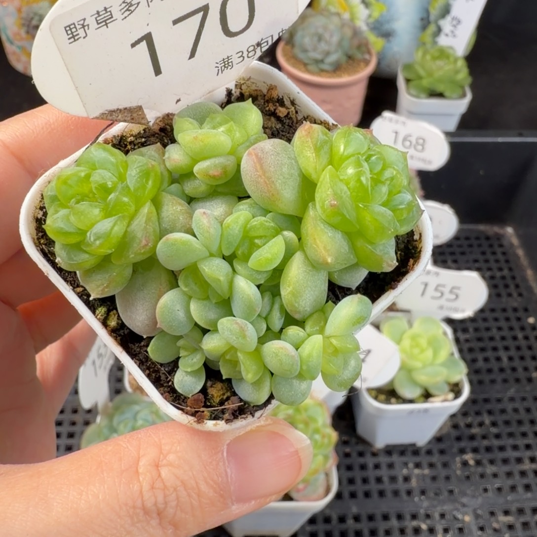 飘枝甜心八头群170号