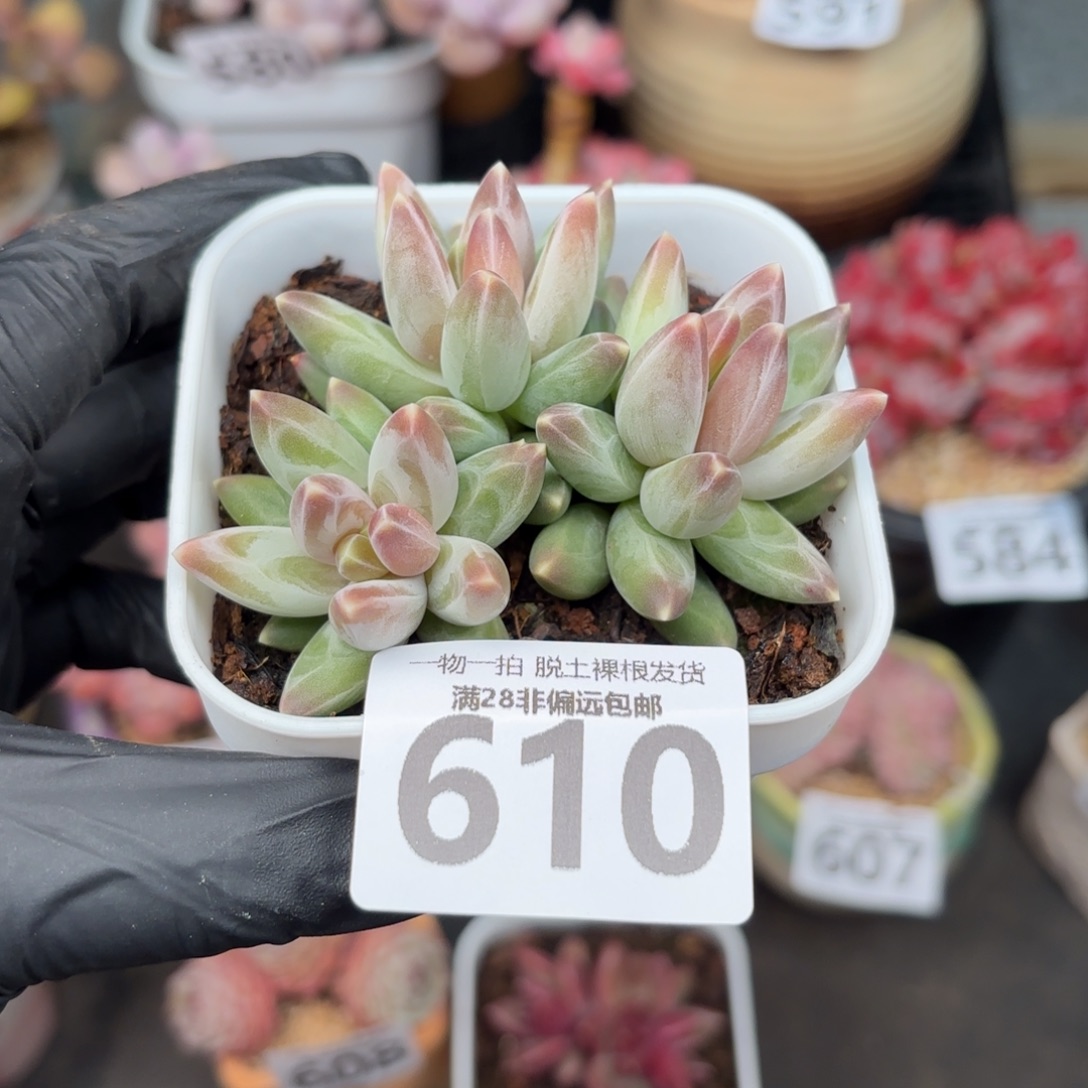 乌拉克拉无盆土发货