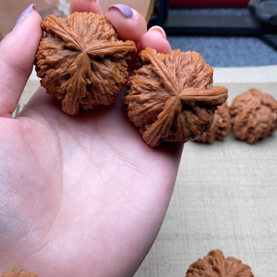 木*白狮子1111111111