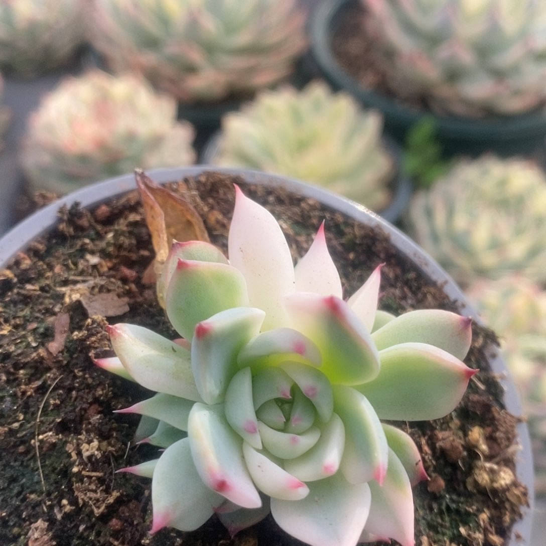 179锦锦锦锦锦锦锦锦