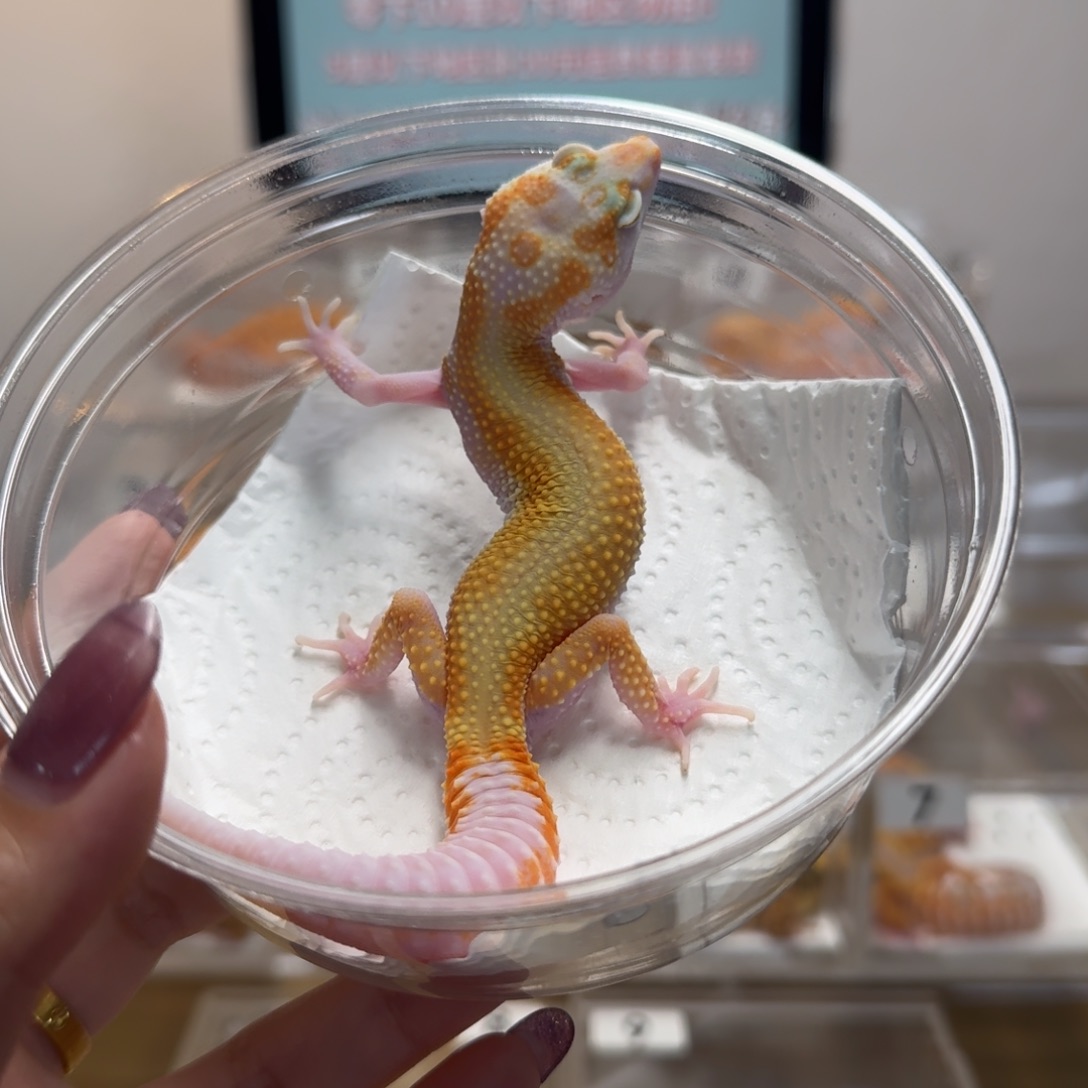 豹纹守宫川普红直线母温