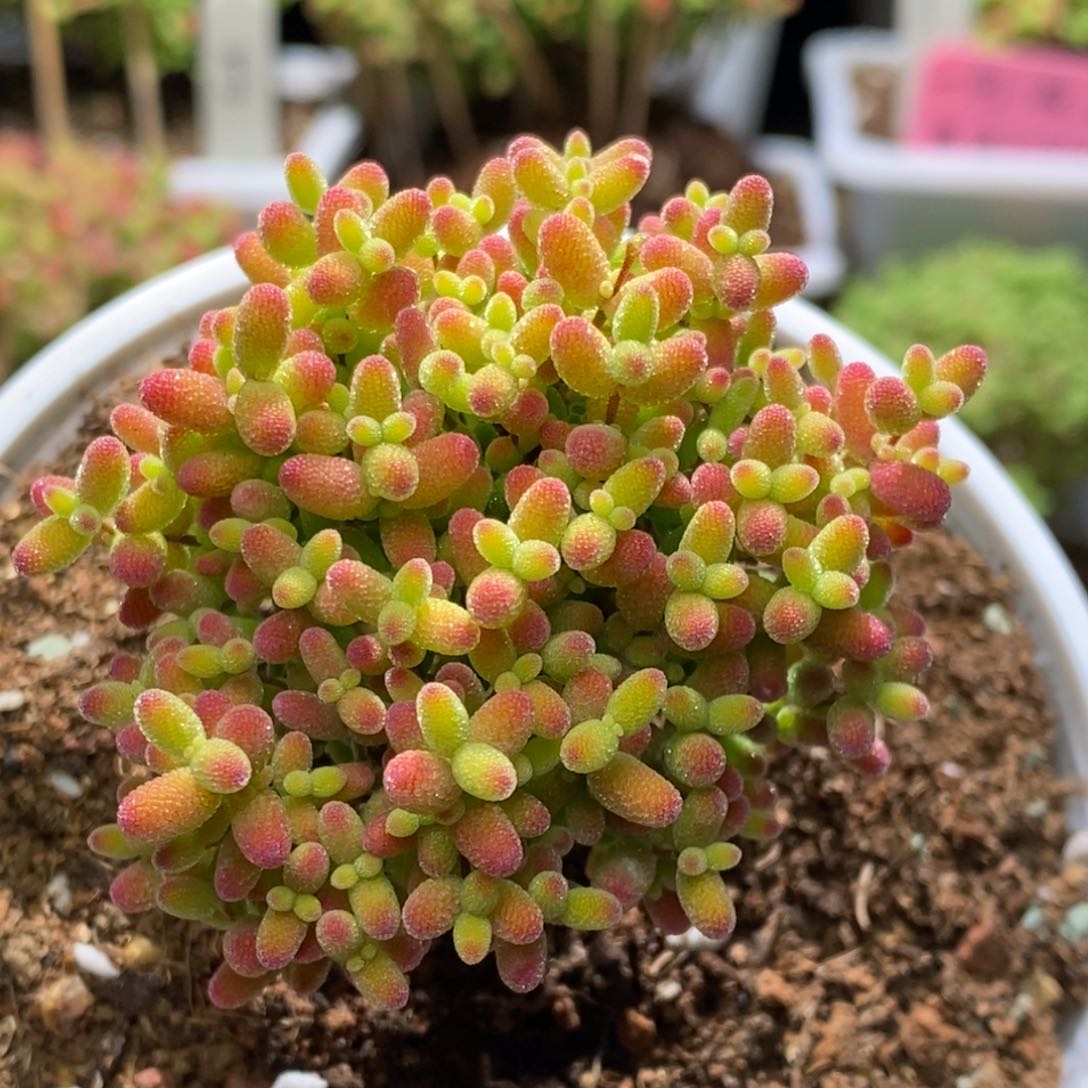 蜜桔糖球枝干番杏A971