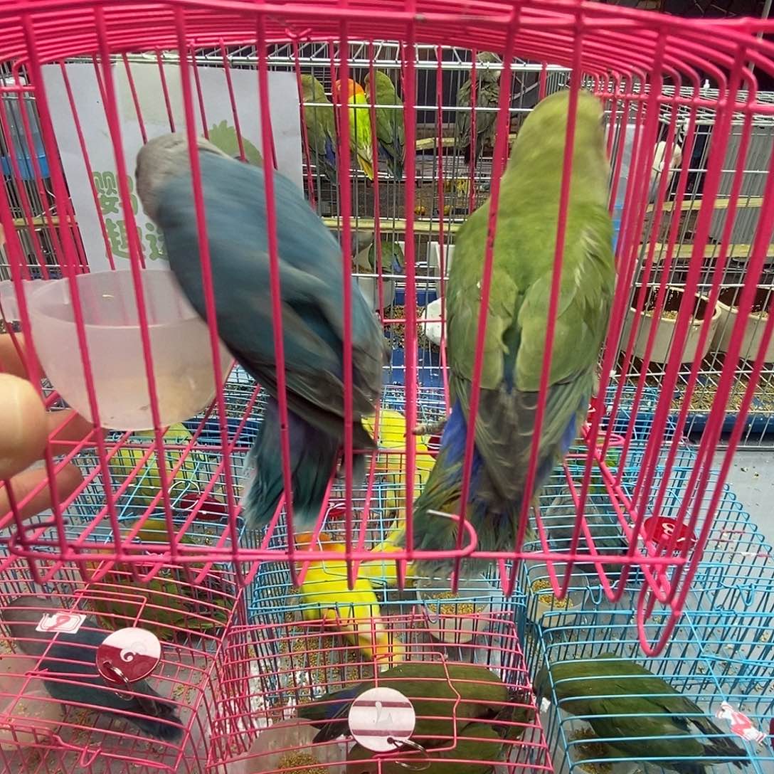 用***7桃脸牡丹鹦鹉绿金面➕普兰