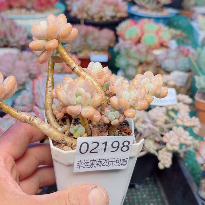 幸运儿的一个小秘密