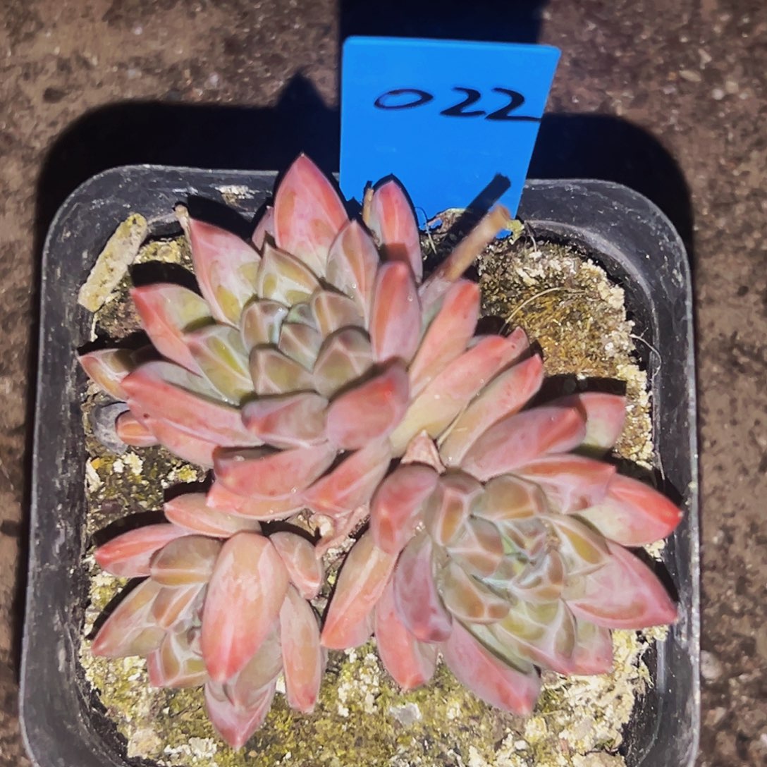 桔云多肉美人精品系列