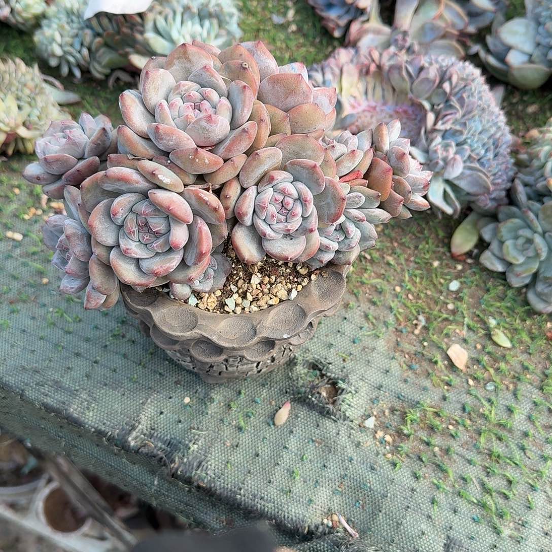 石榴籽12头无砍呀呀呀