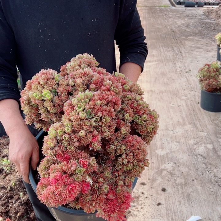 微*超大女郎醉话朵朵9号