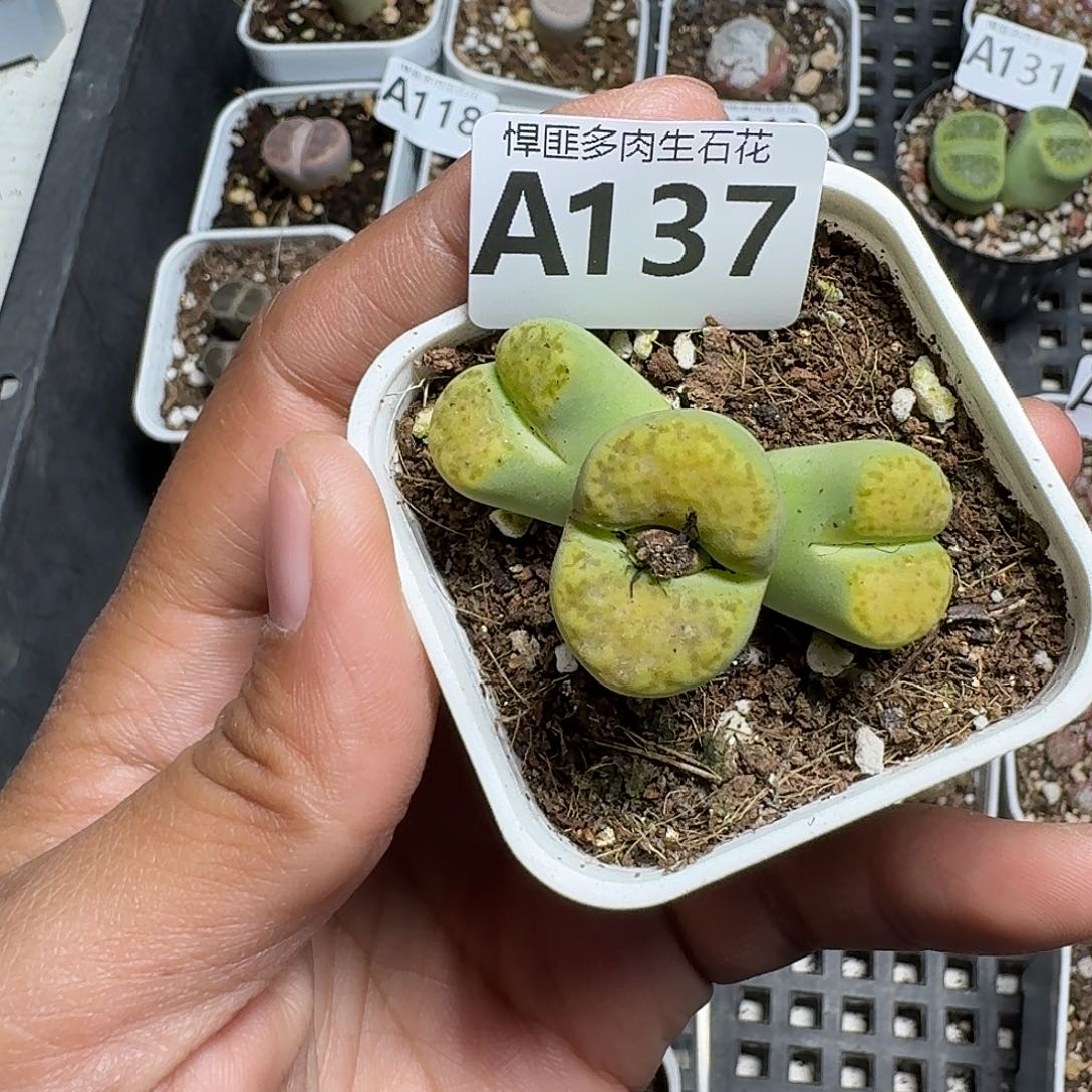 137多肉植物多肉植物