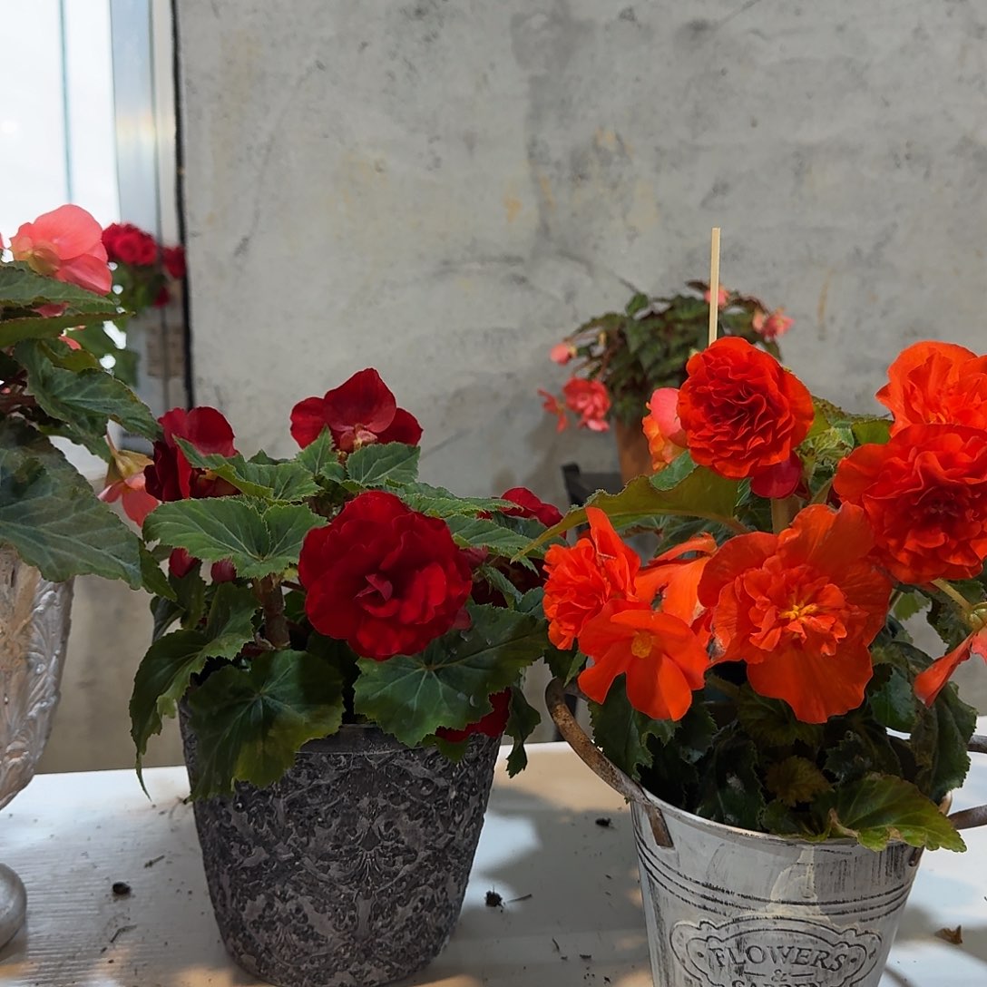 绿叶红➕绿叶橙不拍保温冻死不售后掉花折叶正常介意勿拍