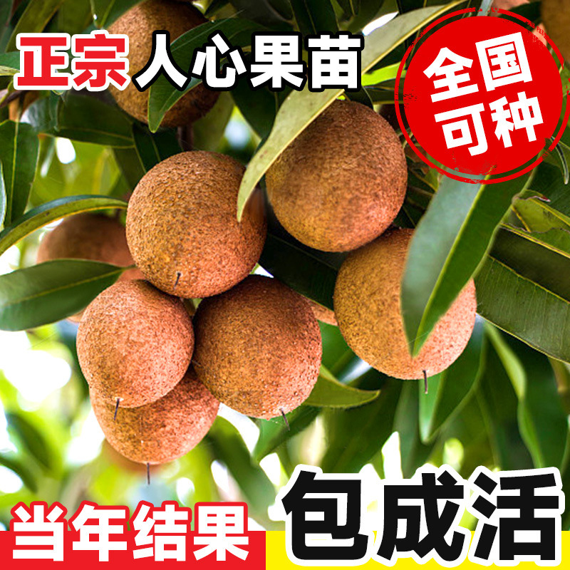 人心果树苗当年结果人参果苗四季开花仁心果树苗阳台庭院盆栽地栽