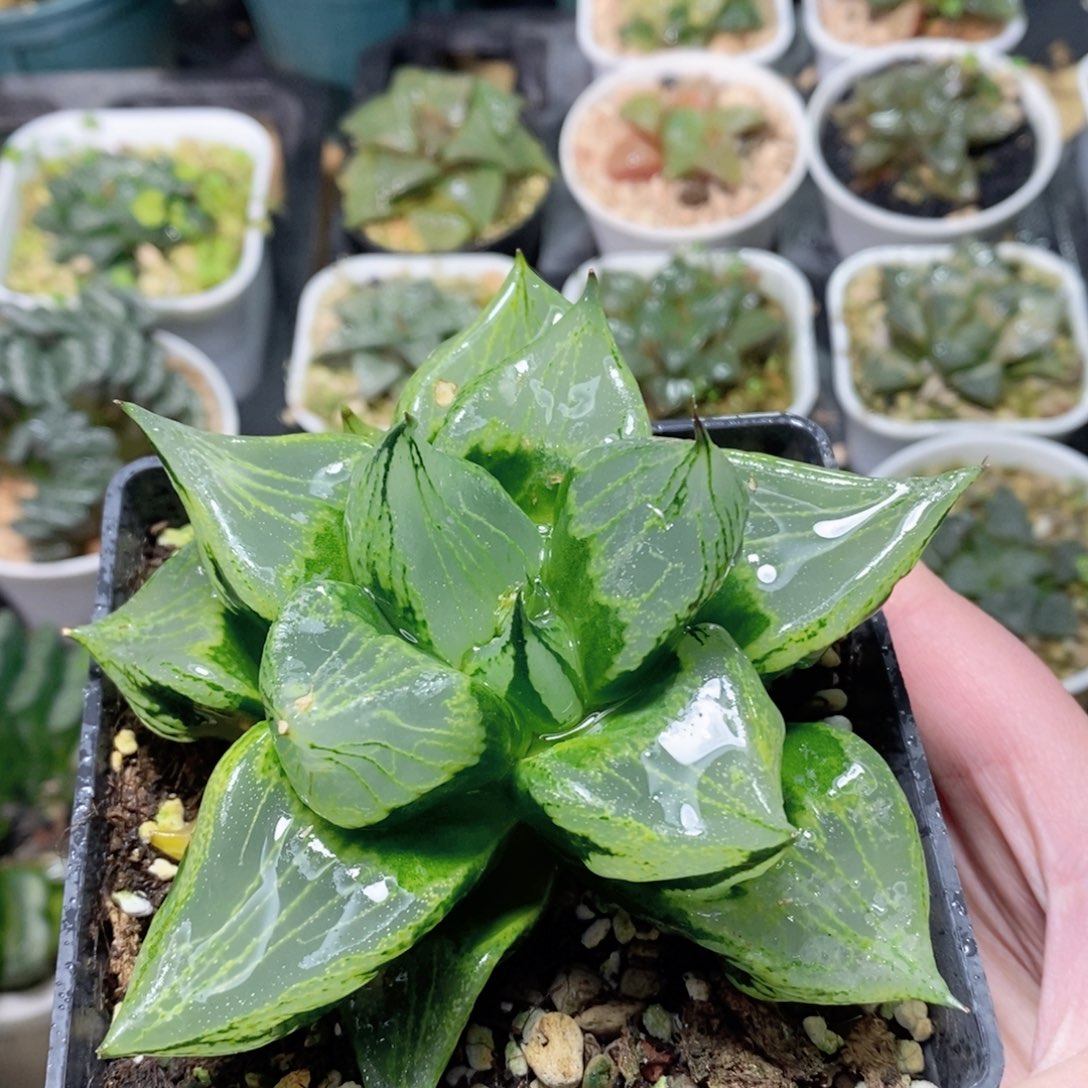 裹班若背窗三杰之一