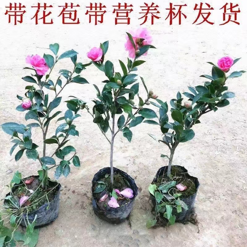 【带花苞】茶梅花苗耐寒香妃山茶花苗客厅阳台四季盆栽浓香型花卉