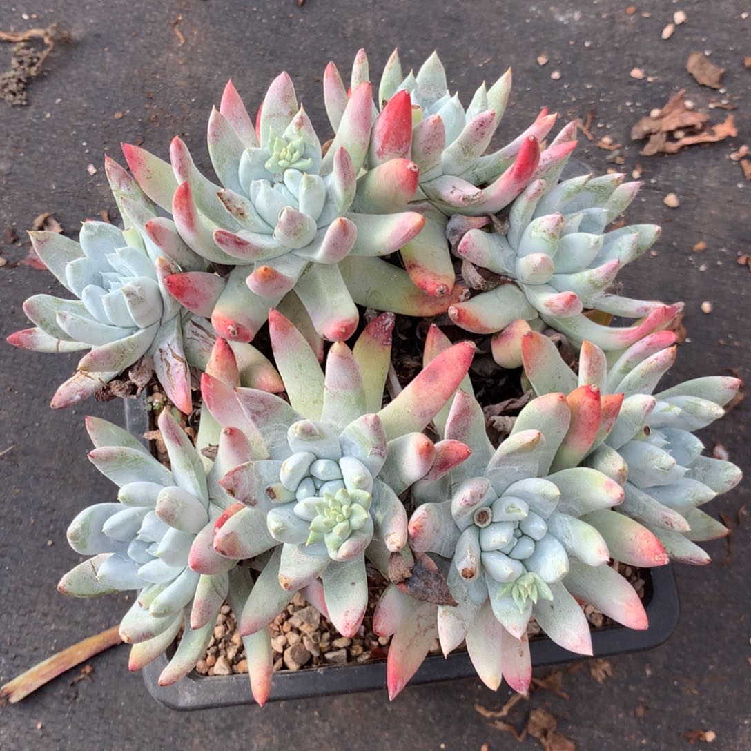 阿金尼，多肉植物