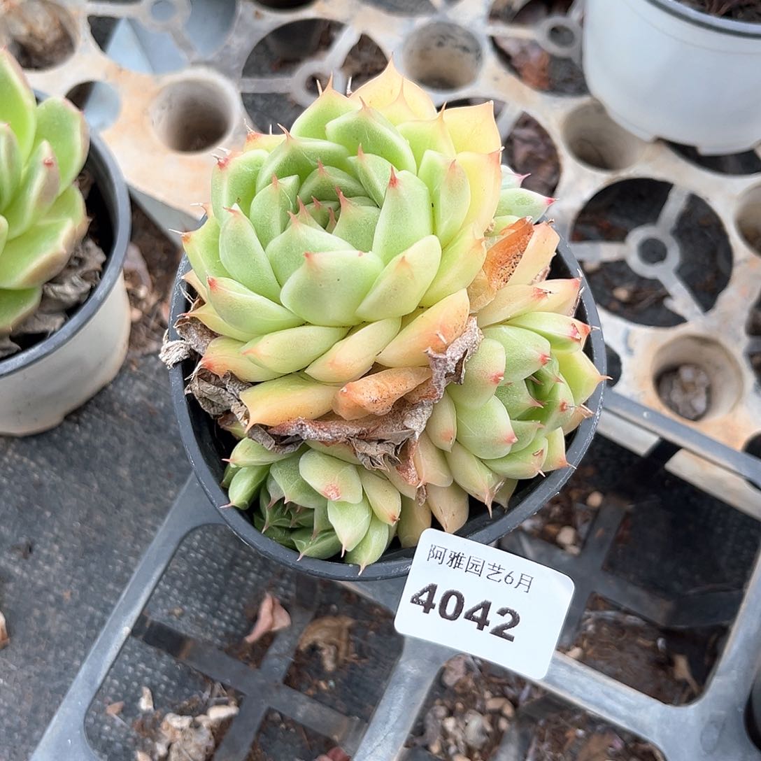 阿雅园艺。    4042
