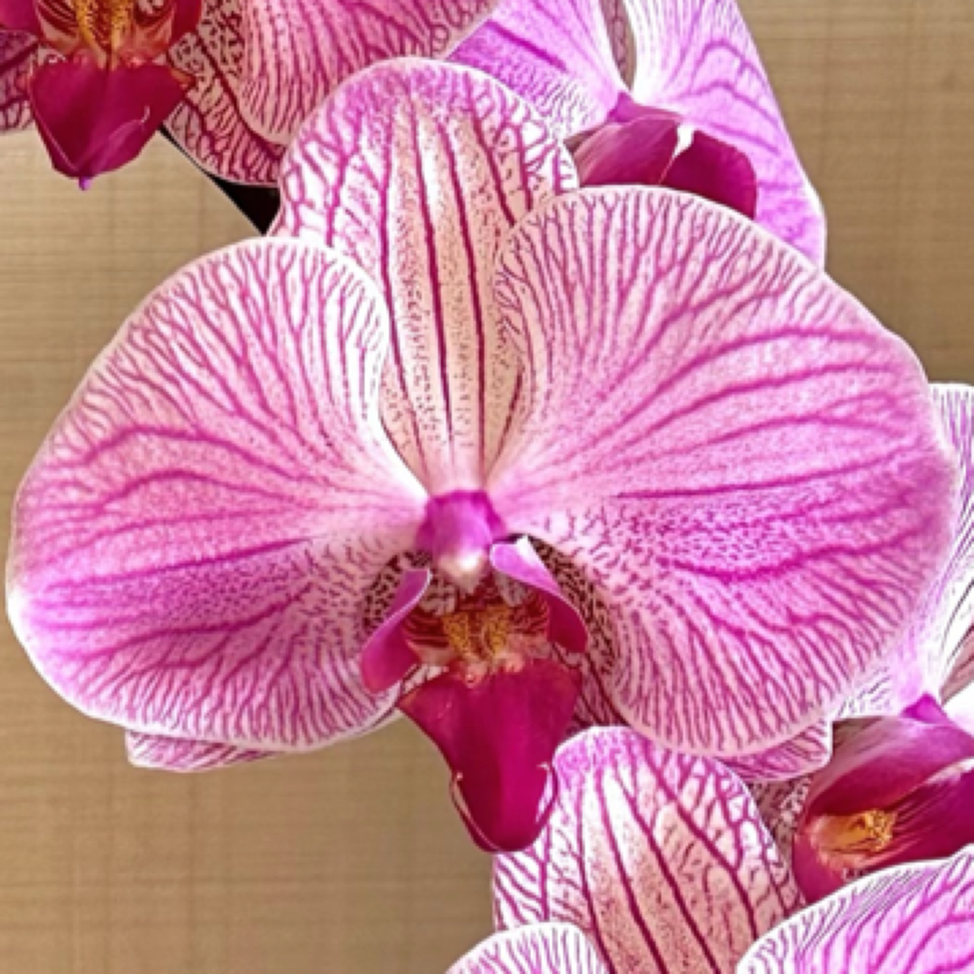 蝴蝶兰【旋律】3.0寸杯带花剑，没有开花