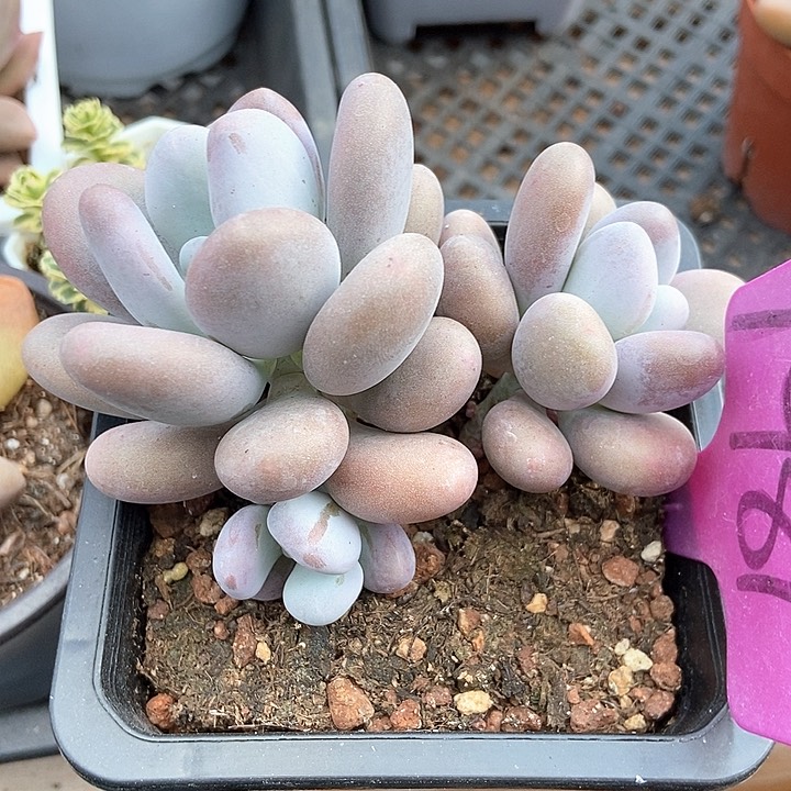 多肉植物达摩奶1981