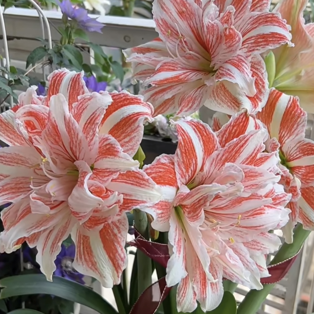 【舞后·朱顶红】大花重瓣！好看好养开花绿植盆栽