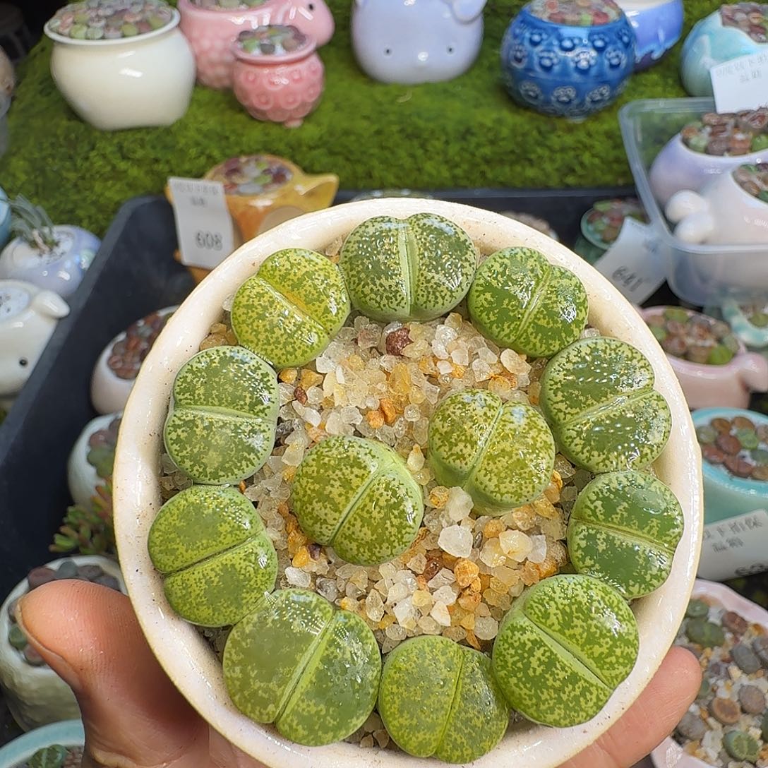 多肉植物福利冲650