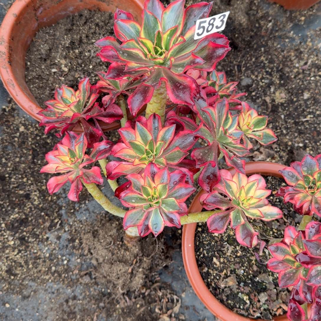 583多肉植物魅影多肉