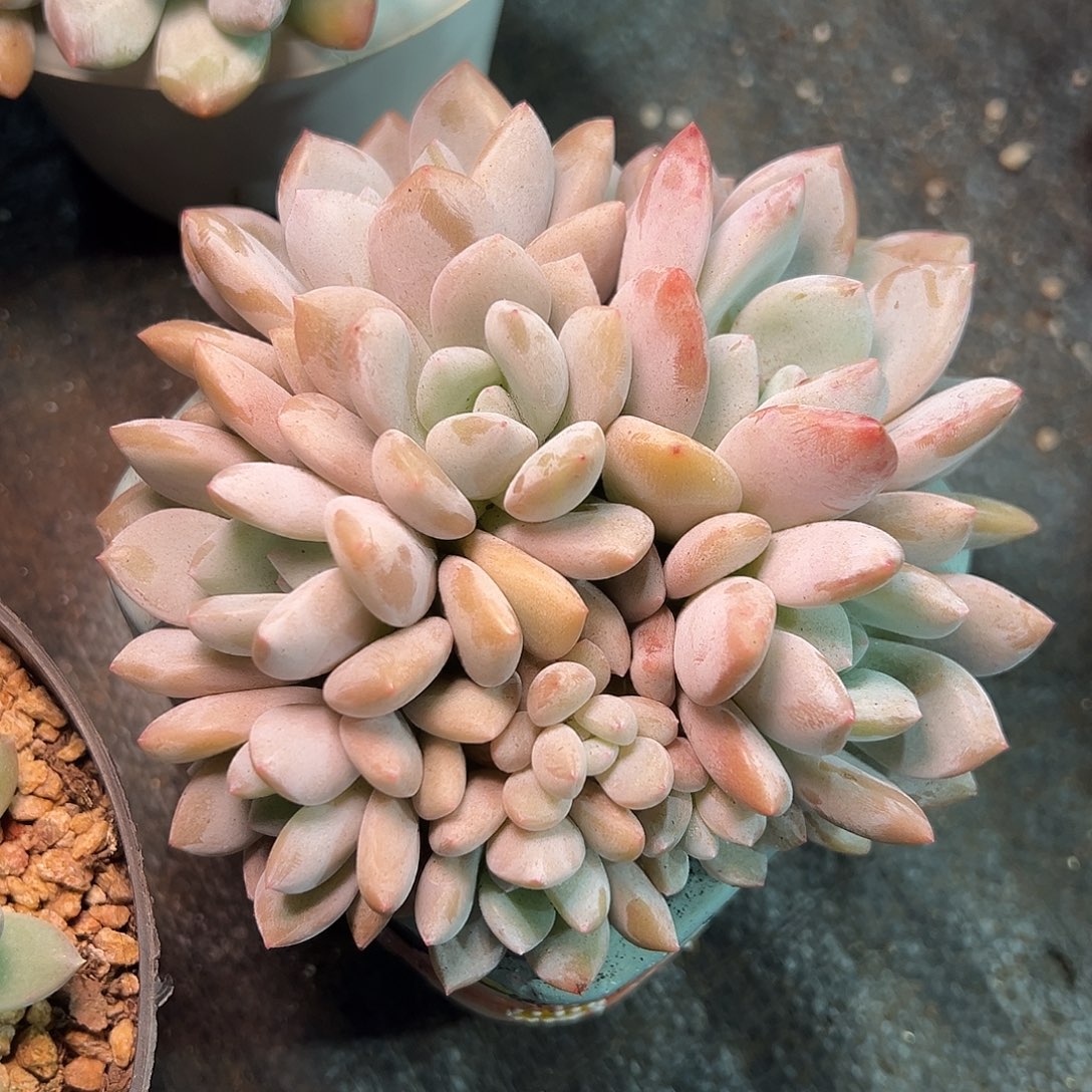 1027084 果糖美人群生9头无砍