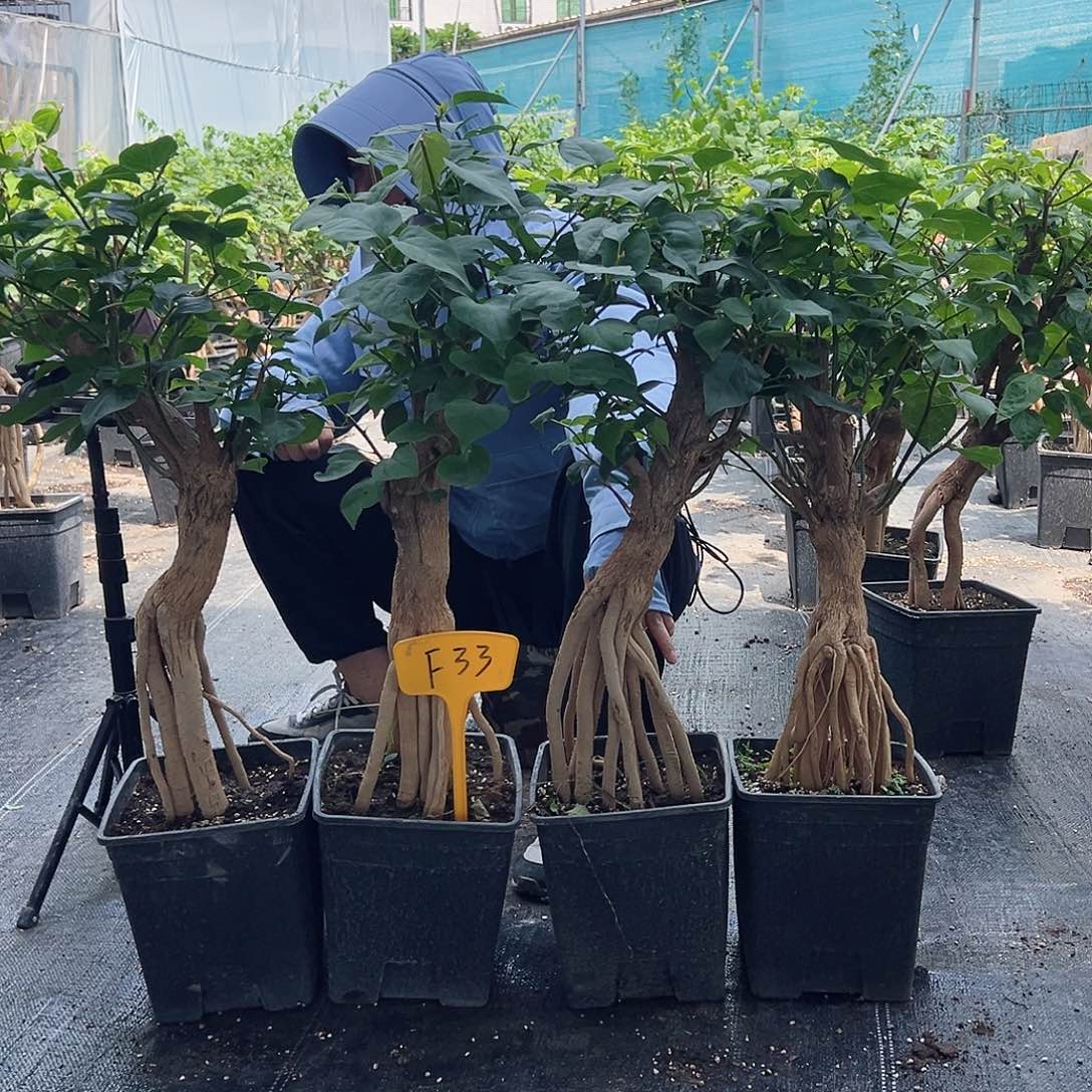大部分开放少量花苞F33绿樱提根一棵