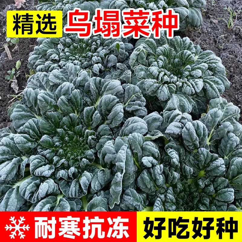  乌塌菜种子百叶菜种籽早熟高钙保健观赏耐寒田园阳台盆栽蔬菜种